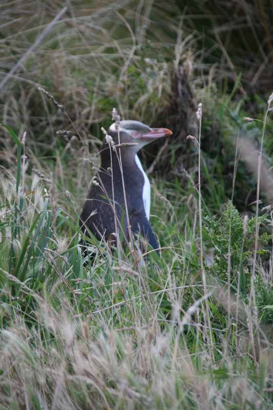 Nieuw-Zeeland 2011 - 1995